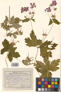 Geranium platyanthum Duthie, Siberia, Russian Far East (S6) (Russia)