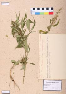Cannabis sativa var. ruderalis (Janisch.) S. Z. Liou, Siberia, Central Siberia (S3) (Russia)