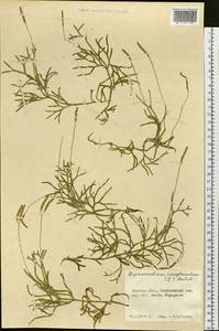 Diphasiastrum complanatum (L.) Holub, Siberia, Russian Far East (S6) (Russia)