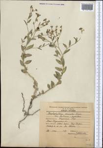 Haplophyllum versicolor Fisch. & C. A. Mey., Middle Asia, Syr-Darian deserts & Kyzylkum (M7) (Kazakhstan)