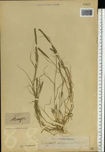 Sporobolus alopecuroides (Piller & Mitterp.) P.M.Peterson, Eastern Europe, Lower Volga region (E9) (Russia)