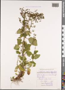 Scrophularia scopolii Hoppe, Caucasus, Stavropol Krai, Karachay-Cherkessia & Kabardino-Balkaria (K1b) (Russia)