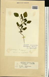 Heliotropium ellipticum Ledeb., Eastern Europe, Moscow region (E4a) (Russia)