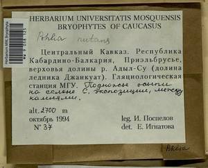 Pohlia nutans (Hedw.) Lindb., Bryophytes, Bryophytes - North Caucasus & Ciscaucasia (B12) (Russia)