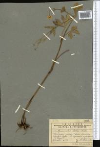 Ranunculus distans Wall. ex Royle, Middle Asia, Pamir & Pamiro-Alai (M2) (Tajikistan)