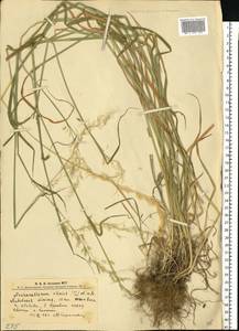 Arrhenatherum elatius (L.) P.Beauv. ex J.Presl & C.Presl, Eastern Europe, West Ukrainian region (E13) (Ukraine)