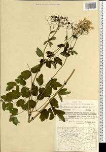 Thalictrum aquilegiifolium subsp. aquilegiifolium, Mongolia (MONG) (Mongolia)
