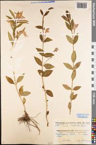 Vinca herbacea Waldst. & Kit., Eastern Europe, North Ukrainian region (E11) (Ukraine)