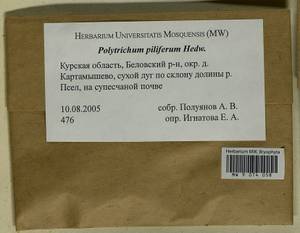 Polytrichum piliferum Hedw., Bryophytes, Bryophytes - Central forest-and-steppe region (B10) (Russia)