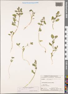 Chenopodium karoi (Murr) Aellen, Siberia, Central Siberia (S3) (Russia)