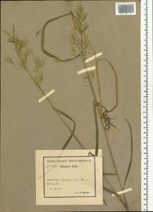 Bromus, Siberia, Baikal & Transbaikal region (S4) (Russia)