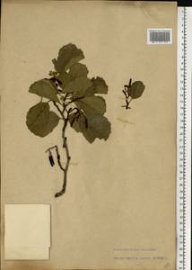 Alnus glutinosa (L.) Gaertn., Eastern Europe, Latvia (E2b) (Latvia)