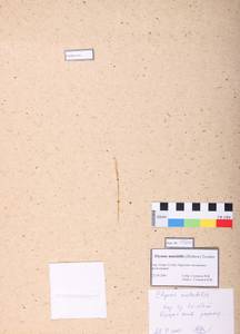 Elymus mutabilis (Drobow) Tzvelev, Siberia, Altai & Sayany Mountains (S2) (Russia)
