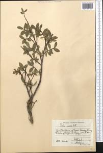 Salix caesia, Middle Asia, Northern & Central Tian Shan (M4) (Kyrgyzstan)