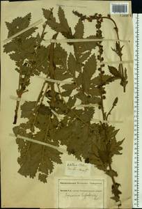 Agrimonia eupatoria L., Eastern Europe, South Ukrainian region (E12) (Ukraine)