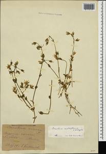 Cerastium multiflorum C. A. Mey., Caucasus, Georgia (K4) (Georgia)