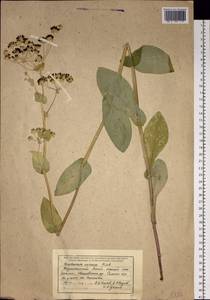 Bupleurum aureum Fisch., Siberia, Western (Kazakhstan) Altai Mountains (S2a) (Kazakhstan)