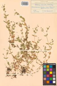 Stellaria calycantha (Ledeb.) Bong., Siberia, Chukotka & Kamchatka (S7) (Russia)