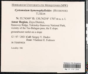 Cyrtomnium hymenophylloides (Huebener) T.J. Kop., Bryophytes, Bryophytes - Russian Far East (excl. Chukotka & Kamchatka) (B20) (Russia)