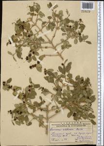 Lonicera nummulariifolia Jaub. & Spach, Middle Asia, Pamir & Pamiro-Alai (M2) (Tajikistan)