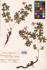 Geranium sanguineum L., Eastern Europe, Middle Volga region (E8) (Russia)