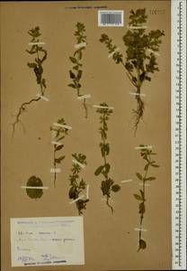 Stachys annua (L.) L., Caucasus, Dagestan (K2) (Russia)