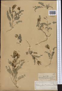 Astragalus tibetanus Benth. ex Bunge, Middle Asia, Dzungarian Alatau & Tarbagatai (M5) (Kazakhstan)