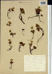 Geum pentapetalum (L.) Makino, Siberia, Russian Far East (S6) (Russia)