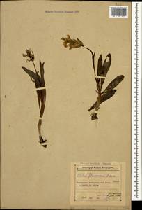 Dactylorhiza romana subsp. georgica (Klinge) Soó ex Renz & Taubenheim, Caucasus, Azerbaijan (K6) (Azerbaijan)