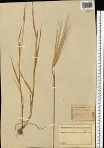 Hordeum vulgare L., Eastern Europe, Central forest region (E5) (Russia)