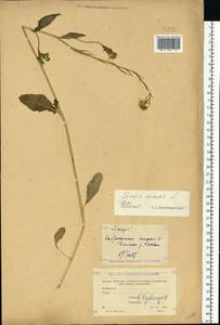 Rhamphospermum arvense (L.) Andrz. ex Besser, Eastern Europe, Moscow region (E4a) (Russia)