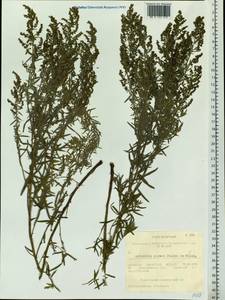 Artemisia glauca Pall. ex Willd., Siberia, Western Siberia (S1) (Russia)