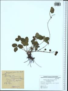 Fragaria viridis Duchesne, Eastern Europe, Central region (E4) (Russia)