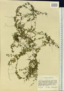 Linnaea borealis L., Siberia, Russian Far East (S6) (Russia)