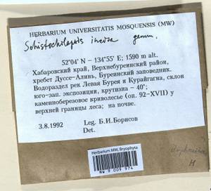 Schistochilopsis incisa (Schrad.) Konstant., Bryophytes, Bryophytes - Russian Far East (excl. Chukotka & Kamchatka) (B20) (Russia)