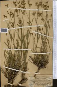 Bupleurum exaltatum M. Bieb., Middle Asia, Western Tian Shan & Karatau (M3) (Tajikistan)