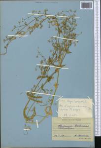 Lepyrodiclis holosteoides (C. A. Mey.) Fenzl ex Fisch. & C. A. Mey., Middle Asia, Western Tian Shan & Karatau (M3) (Kyrgyzstan)