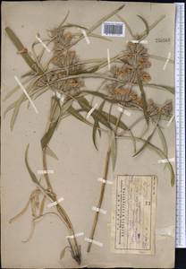Phlomis salicifolia Regel, Middle Asia, Western Tian Shan & Karatau (M3) (Kazakhstan)
