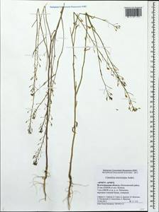 Camelina microcarpa Andrz. ex DC., Eastern Europe, Lower Volga region (E9) (Russia)