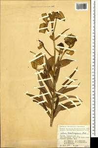 Lilium kesselringianum Miscz., Caucasus, Georgia (K4) (Georgia)