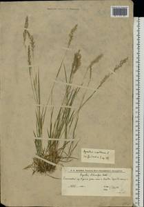 Agrostis capillaris L., Eastern Europe, Lower Volga region (E9) (Russia)