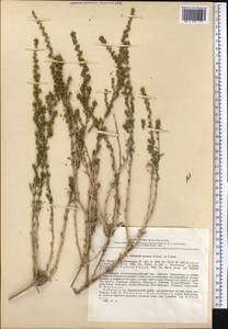 Seriphidium albicaule (Nevski) comb. ined., Middle Asia, Pamir & Pamiro-Alai (M2) (Uzbekistan)