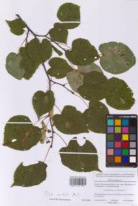 Tilia cordata Mill., Eastern Europe, Moscow region (E4a) (Russia)