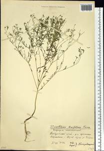 Diarthron linifolium Turcz., South Asia, South Asia (Asia outside ex-Soviet states and Mongolia) (ASIA) (China)