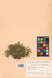 Boreoselaginella borealis (Kaulf.) Li Bing Zhang & X. M. Zhou, Siberia, Russian Far East (S6) (Russia)