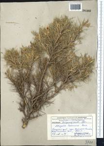 Astragalus lasiosemius Boiss., Middle Asia, Pamir & Pamiro-Alai (M2) (Uzbekistan)