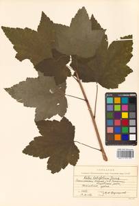 Ribes latifolium Jancz., Siberia, Russian Far East (S6) (Russia)