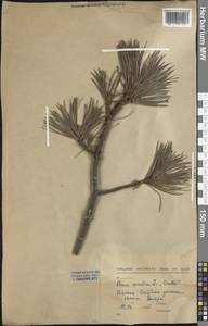 Pinus cembra L., Western Europe (EUR) (Slovakia)
