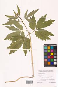 Cardamine bulbifera (L.) Crantz, Eastern Europe, Central forest-and-steppe region (E6) (Russia)