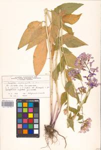 Hesperis matronalis L., Eastern Europe, Moscow region (E4a) (Russia)